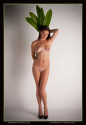 lucinda green leaves