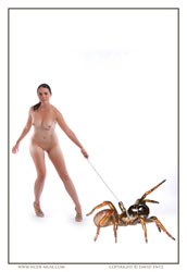 kristie walking the spider